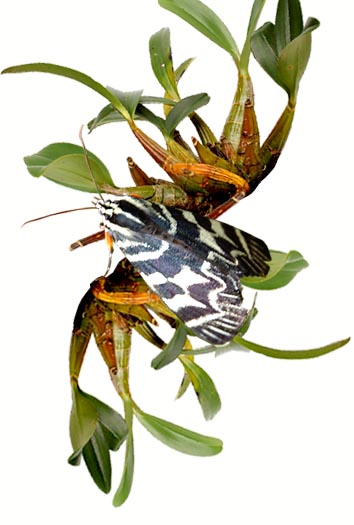 Dendrobium