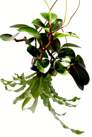 Peperomia